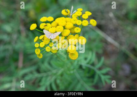 Kleiner heller Schmetterling sitzt auf einer Schafgarbe-Blüte Stockfoto