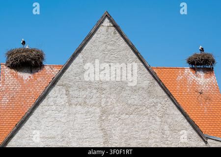 Zwei besetzte Storchennester auf einem Dach in Uehlfeld an der Aisch Stockfoto