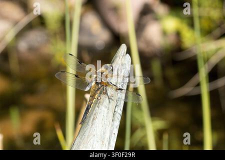 Vierfleckiger Jäger (Libellula quadrimaculata) auf einer Gartenstatue Stockfoto