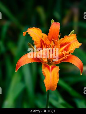 Nahaufnahme einer doppelten orangefarbenen Tageslilie (Hemerocallis fulva) in voller Blüte mit geschichteten Blütenblättern und Staubblättern, Norfolk, England.** Stockfoto