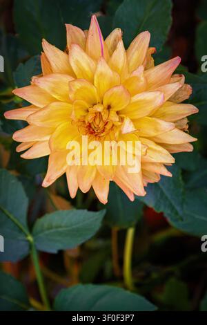 Nahaufnahme einer vollständig aufgeblühten orangefarbenen und gelben Dahlienblüte in einem Garten. Detaillierte Makroaufnahme von Blütenblättern mit grünen Blättern im Hintergrund. Stockfoto
