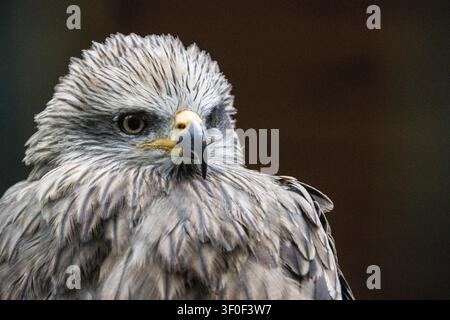 Schwarzmilan (Milvus migrans) - Porträt Stockfoto