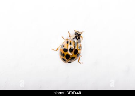 Asiatische Marienkäfer (Harmonia axyridis), auch bekannt als mehrfarbiger oder Harlekin-Marienkäfer Stockfoto