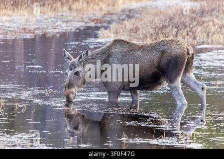 Ein Riesenhirsch (Alces alces) im Frühling nahe dem Bergdorf Jäckvik, Schweden, Lappland, Gemeinde Arjeplog, Provinz Norrbotten Stockfoto