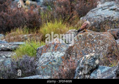 Ansicht eines Turmfalkens, der auf einem mit Flechten bedeckten Felsen in einer rauen Berglandschaft mit trockenen Sträuchern und Gräsern im Naltar-Tal, Gilgit, Pakistan sitzt Stockfoto