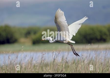Großer Weißer Seerabe fliegt tief über Sumpfschilf. Stockfoto
