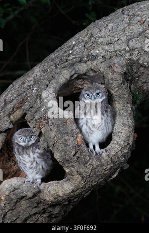 KLEINE EULEN Küken, UK Stockfoto