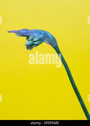 Zierlilie 'Northern Star' (Agapanthus), Knospenöffnung, florales Stillleben Stockfoto