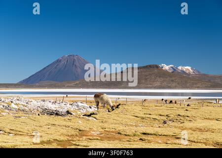 Ein Breitbild zeigt Lamas und Alpakas, die in der Nähe des Salinen-Salzsees in Arequipa, Peru, grasen, mit dem symmetrischen El-Misti-Vulkan Stockfoto