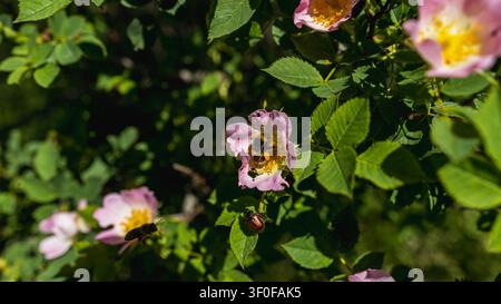 Bumblebee bestäubt Wildrosenblüte mit Insekten in Sommergarten Stockfoto
