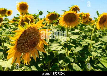 Lebendige gelbe Sonnenblumenplantage in voller Blüte unter der hellen Sommersonne Stockfoto