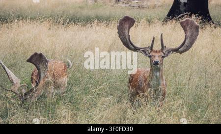 Eine Gruppe von Damhirsch-Rotten (Dama dama) ruht in hohem goldenem und grünem Gras, wobei ein dominanter Männchen scharf im Fokus steht und direkten Augenkontakt herstellt mit Stockfoto