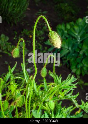 Mehrere grüne Mohnknospen an langen Stielen, umgeben von üppigem grünen Laub. Stockfoto