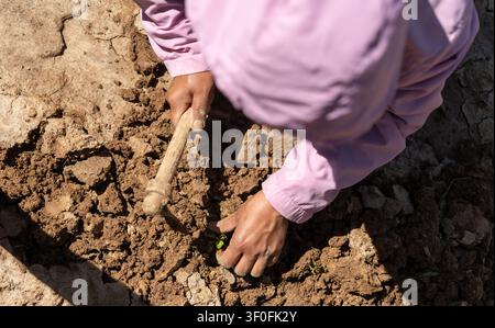 Eine Hochwinkel-Nahaufnahme, die die Hände einer jungen Bäuerin zeigt, die einen traditionellen Grabspaten verwendet, um den trockenen Boden sorgfältig zu bearbeiten. Stockfoto