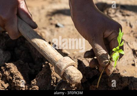 Ein intimes, extrem nah aufgenommenes Bild, das sich auf die Hände eines Bauern konzentriert, der einen traditionellen Grabspaten verwendet, um vorsichtig ein zartes Tomatensetzling einzupflanzen. Stockfoto