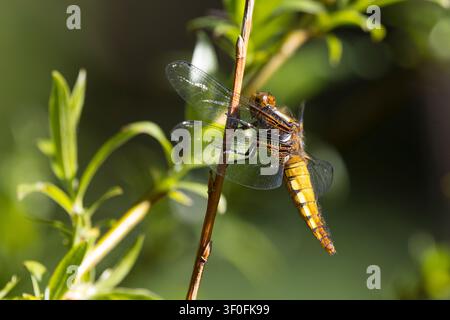 Plattbauch, Weibchen, Plattbauch-Libelle, Plattbauchlibelle, Libellula depressa, Platetrum depressum, Broad-body Chaser, Broadbody Chaser, Broad b Stockfoto