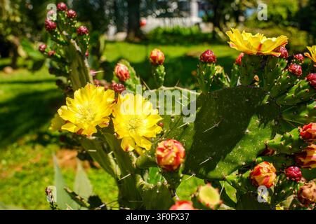 Blühender Opuntienkaktus mit hellgelben Blüten, roten Knospen und langen Nadeln an grünen Blättern, die in einem Park an einem sonnigen Sommertag wachsen Stockfoto