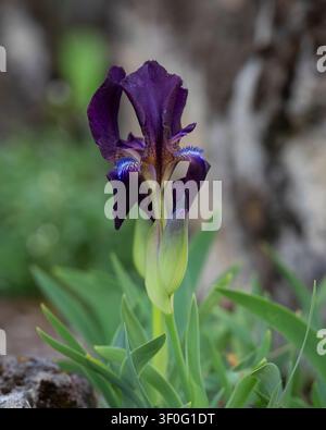 Nahaufnahme von Iris schachtii, einer seltenen Zwergbartiris mit tiefvioletten Blütenblättern und aufblühenden Blütenknospen, die im Frühjahr in einem Steingarten wächst. Stockfoto