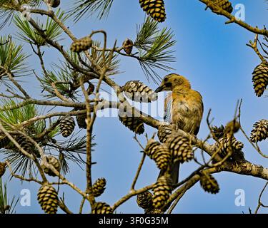 Ein eurasischer Schwuler sitzt auf einem Zedernzweig und untersucht eine Zapfe. Der suchende Vogel versucht, ein Korn mit seinem Schnabel zu ergattern Stockfoto