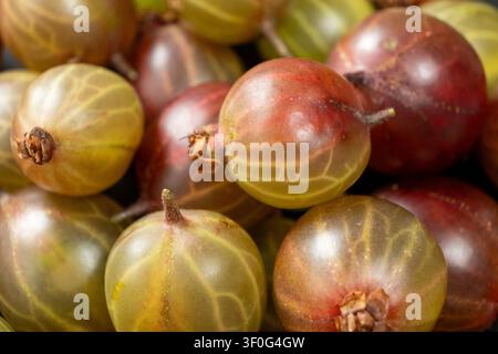 Haufen reifer roter und grüner Stachelbeeren, Vollbild-Hintergrund mit Bio-Lebensmitteln. Stockfoto