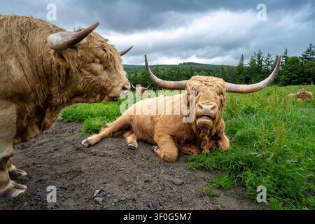 Highland-Rinder (Bos taurus) inklusive zwei reifer Bullen, einer Kuh und einem Kalb, die zusammen auf der Weide in den schottischen Highlands, Schottland, UK, ruhen. Stockfoto