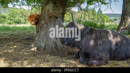 Highland-Rinder (Bos taurus) suchen unter einem Baum Schutz an einem warmen Sommertag in den schottischen Highlands, wobei eine neugierige Kuh um den Stamm späht. Stockfoto