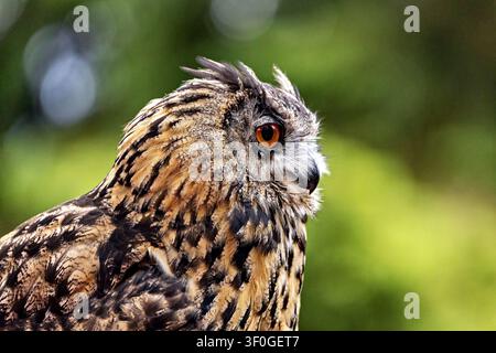 Die Uhu-Eule auf einer Wiese (Bubo bubo) Stockfoto