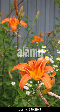 Das Foto zeigt eine Nahaufnahme einer leuchtend orangefarbenen Tageslilie mit geöffneten Blütenblättern und langen Staubfäden. Andere Knospen, grüne Büsche und kleine weiße Gänseblümchen Stockfoto