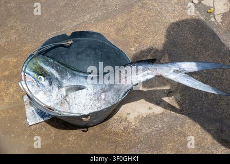 Großer silberner Fisch, der in einem Eimer liegt, Fischmarkt von Elmina, Ghana Stockfoto