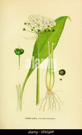 Bilder der nordischen Flora, Kopenhagen, G.E.C. Gad's Verlag, 1917-1927. http://biodiversitylibrary.org/page/10467835 Stockfoto