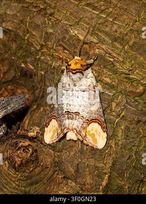 Erwachener, im Sommer fliegender UK-Buffspanner, Phalera bucephala, ruht mit geöffneten Flügeln Stockfoto