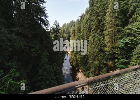 Hochwinkelaufnahme eines schmalen Flusses, der durch einen üppigen Kiefernwald fließt Stockfoto