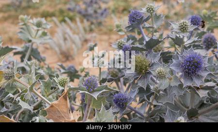 Apis mellifera Honigbiene auf Eryngium maritimum — Meerfenchel in voller Blüte mit Bienenbestäuber auf Atlantischem Sanddüne, Portugal Stockfoto
