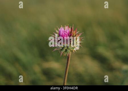Lila Muschelblume auf einem Sommerfeld Stockfoto