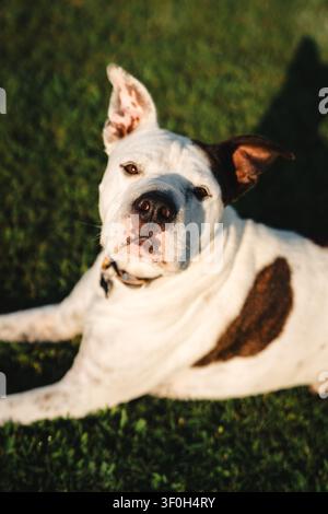 Weißer Pit-Bull-Mischling, der auf grünem Gras im Sonnenlicht liegt Stockfoto