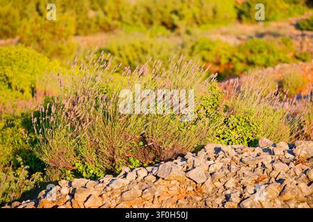 Lavendel- und Trockenmauer-Detail, Brusje, Hvar, Kroatien Stockfoto