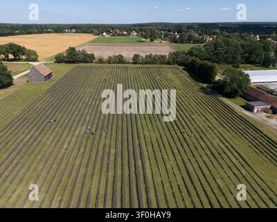 Niesky, Deutschland. 8. Juli 2026. Blick auf ein Lavendelfeld bei Niesky. Seit 2020 baut die Landwirtschaftliche Genossenschaft See diese purpurblühende, duftende Pflanze in der Oberlausitz an. (Luftbild mit Drohne aufgenommen) Credit: Katharina Kausche/dpa/Alamy Live News Stockfoto