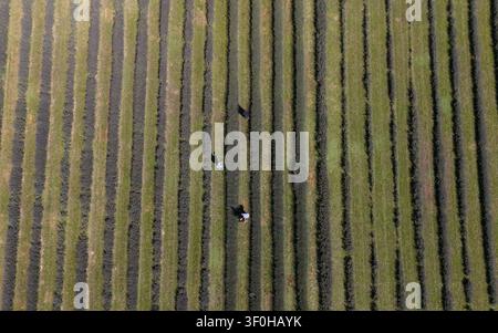 Niesky, Deutschland. 08. Juli 2026. Menschen stehen in einem Lavendelfeld bei Niesky. Seit 2020 baut die See Landwirtschaftliche Genossenschaft diese purpurblühende, duftende Pflanze in der Oberlausitz an. (Luftaufnahme mit Drohne aufgenommen) Credit: Katharina Kausche/dpa/Alamy Live News Stockfoto