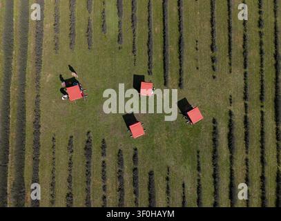 Niesky, Deutschland. 8. Juli 2026. Menschen sitzen auf Holzbank in einem Lavendelfeld bei Niesky. Seit 2020 baut die See-Landwirtschaftsgenossenschaft die violett blühende, duftende Pflanze in der Oberlausitz an. (Luftaufnahme mit Drohne gemacht) Credit: Katharina Kausche/dpa/Alamy Live News Stockfoto