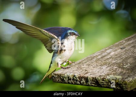 Rauchschwalbe (Tachycineta bicolor) mit ausgebreiteten Flügeln im Flug im Bayfront Park, Hamilton, Ontario, Kanada Stockfoto