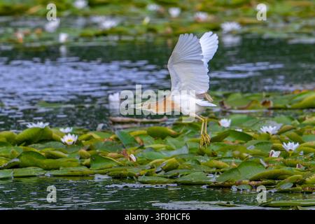 Squacco-Häher (Ardeola ralloides) fliegender Erwachsener im Brutkleid, der von einem See mit Seerosenblättern im Sommer abhebt Stockfoto