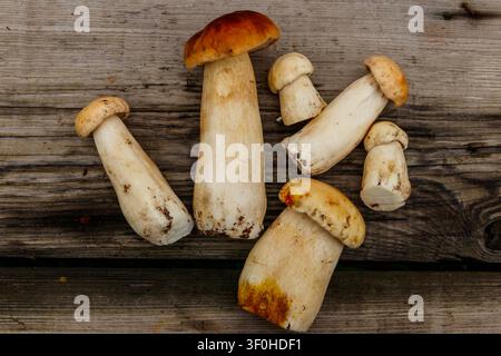 Frisch gepflückte Steinpilze auf rustikalem Holztisch. Draufsicht Stockfoto