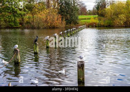 Eine lange Reihe von Holzpfosten windet sich diagonal durch das kräuselnde Wasser eines Sees im Hyde Park. Viele Möwen und ein großer dunkler Kormoran sitzen Stockfoto
