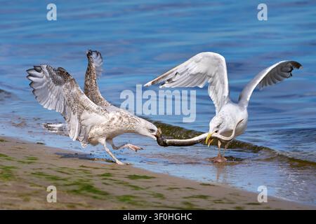 Zwei Möwen (Larus argentatus) streiten sich am Strand um einen Aal Stockfoto