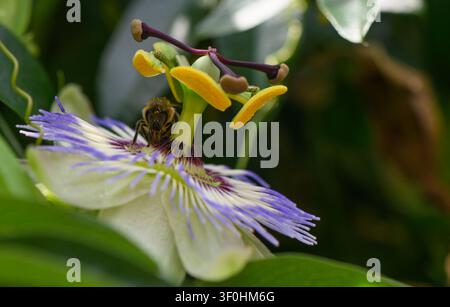 Eine detaillierte Makroaufnahme, die eine Honigbiene zeigt, die aktiv eine lebhafte, komplexe Passionsblume bestäubt. Das Bild hebt die kunstvolle Struktur der Stockfoto