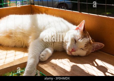 Schöne rote und weiße Katze entspannt und schläft bequem auf einer Holzplattform in einem geschützten Katzenauslaufbereich im Freien, der in warmes Licht getaucht ist Stockfoto