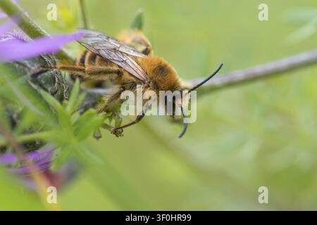 Apidae, Bienen, Braunnacken-Hosenbiene, Dasypoda altercator, Dasypoda hirtipes, Dasypoda plumipes, Dunkelrand-Hosenbiene, Hymenoptera, Hosenbiene Stockfoto