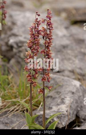 Dunkle Rot-Schwanenblume var. bicolor - Epipactis atrorubens Stockfoto