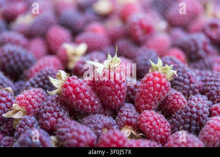 Nahaufnahme von drei reifen Himbeeren, die mit außergewöhnlichen Details im Zentrum des Bildes positioniert sind. Weich verschwommene umgebende Beeren erzeugen Stockfoto