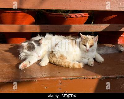 Zwei flauschige Streunerkatzen kuscheln sich auf einer sonnigen Holzbank neben roten Blumentöpfen zusammen. Stockfoto